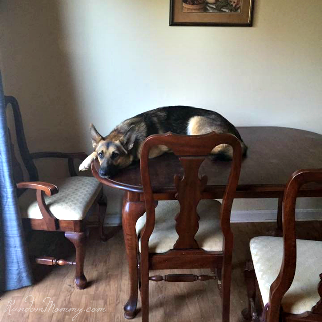 dog on table