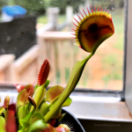 Our Venus Fly Trap caught a spider!