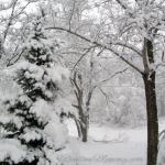 Lots of Snow and Pretty Pics!