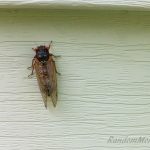 The Cicadas are everywhere!