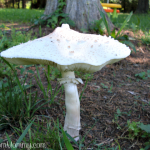 Cool Little Mushroom