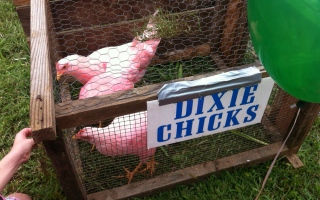 pink chickens