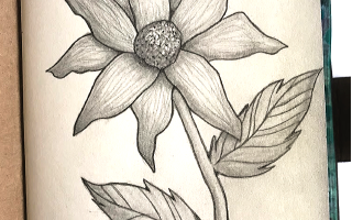 flower pencil sketch